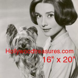 Audrey Hepburn~Yorkshire Terrier~Dog~Photo~Poster