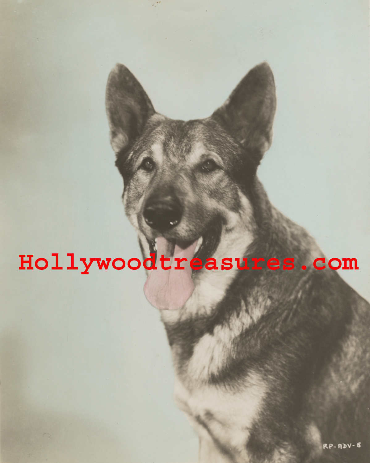 Rin Tin Tin~Color~German Shepherd~Photo~Poster~Entertainment Room Decor